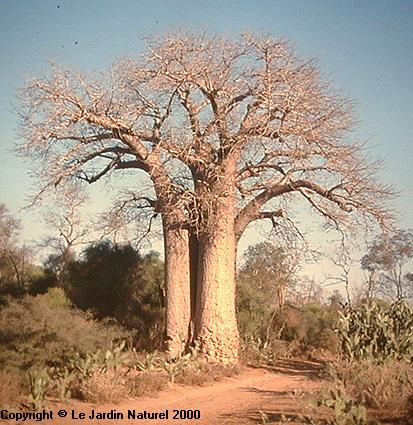 Adansonia za